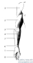 Regiones Membri Superioris * Regiones membri superioris
1 - Regio deltoidea,
2 - Regio brachialis anterior,
3 - Regio cubitalis anterior,
4 - Regio antebrachialis anterior,
5 - Regio antebrachialis posterior, 
6 - Regio carpalis anterior et posterior,
7 - Dorsum manus,
8 - Digiti, in this illustration pointing at  Digitus secundus= Index
The regions of the arm (Regiones membri superioris) can be described by following the muscles and by viewing the arm in its natural position:
Regio deltoidea (located above the Musculus deltoideus; origin at Scapula and Clavicula; insertion at Humerus) is followed downwards by Regio brachialis anterior and posterior (Brachium= the upper arm, anterior= frontal part, posterior= back part) and Regio cubitalis anterior and posterior (Cubitus= the elbow area) above the elbow joint (Articulatio cubiti). The forearm region (Regio antebrachialis anterior and posterior) ends at the area above the wrist (Carpus; Regio carpalis anterior and posterior). The hand (Manus) can be divided into a frontal (palm) and a back part (Palma and Dorsum manus). It can be further divided into a Thenar (the ball of the thumb), a Hypothenar (the ball of the last finger), a Metacarpus area (above the metacarpal bones), and the fingers (Digiti: I- Pollex, II- Index, III- Digitus medius, IV- Digitus anularis, and V- Digitus minimus).